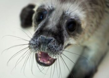 Jūrų muziejuje gydomi trys ruonių jaunikliai