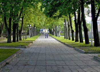 Kviečia pasirašyti peticiją dėl kaštonų alėjos ir senųjų medžių Išsaugojimo Šiauliuose