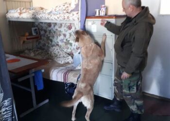 Pareigūnai krečia pataisos namus visoje Lietuvoje: rasta ir narkotikų, ir kitokių gėrybių