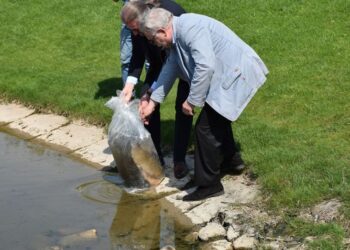 Senvagėje paleisti amūrai