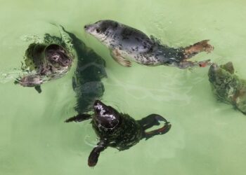 Jūrų muziejuje – rekordinis gydomų ruonių jauniklių skaičius