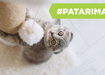 Ko reikia kačiukui: TOP pirkinių sąrašas ir rekomendacijos