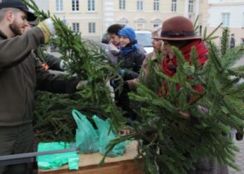 Akcijos „Parsinešk Kalėdas į savo namus” metu išdalinta tūkstančiai nemokamų eglučių šakų ir 10 tonų kankorėžių