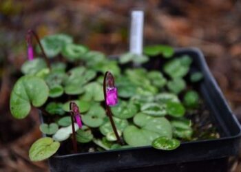 Šiaulių universiteto botanikos sode jau galima grožėtis pirmaisiais metų žiedais