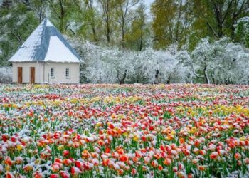 Šiaulių kraštas skęsta gėlių žieduose: 6 vietos nepakartojamoms fotosesijoms