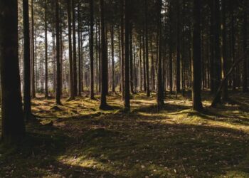 Dar vienas žingsnis dėl Girulių miško išsaugojimo