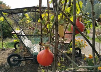 Moliūginės karietos ne tik pasakose – Šiaulių universiteto Botanikos sode akį traukia neįprasta karieta