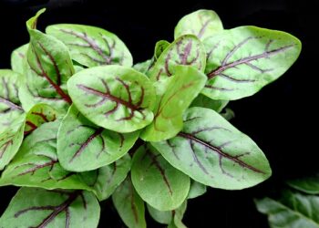 rūgštynių nauda sveikatai