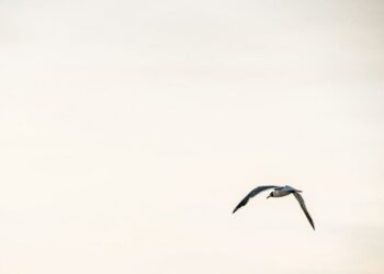 Radiacinės saugos centras informuoja: Radiacijos padidėjimo nenustatyta