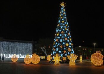 Šiaulių eglė 2020