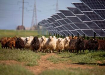 Saulės grąža avys saulės parke_1