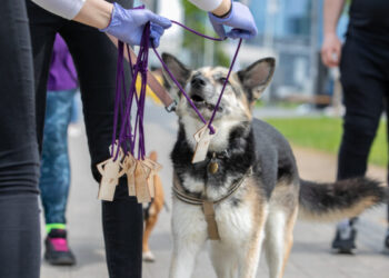 Pasivaikščioti po Šiaulius kviečia su šiaulietiškai prabilusiu virtualiu gidu
