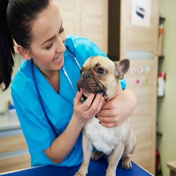 Kas kiek laiko gyvūnui reikia lankytis pas veterinarą?