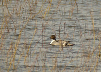 Smailiauodegė antis