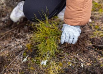 Smiltynėje pasodintas žingsnių miškas iš 10 tūkst. pušų