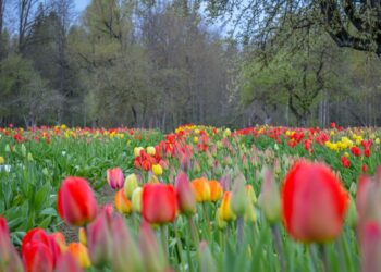 Artėjant Tulpių žydėjimo šventei Burbiškio dvare skleidžiasi žiedai