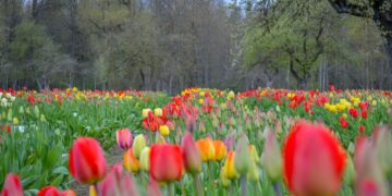 Artėjant Tulpių žydėjimo šventei Burbiškio dvare skleidžiasi žiedai
