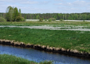 Kuo mums naudingos pelkės?