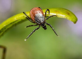 Drastiškai išaugo susirgimų Laimo liga skaičius