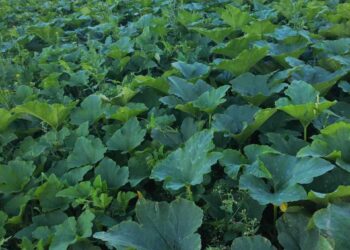 Plungės rajono savivaldybėje esantis Rūtos daržovių ūkis jau turi 6 „Rakto skylutes“