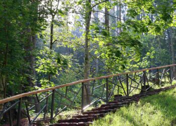 Miškai prabyla žemaitiškā – po atnaujinimo lankytojų laukia Lopaičių pažintinis takas