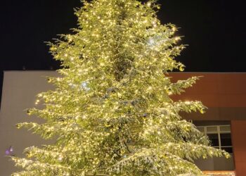 Po daugelio metų pertraukos 2023 m. gruodį Plungės centre sužibo gyva žaliaskarė