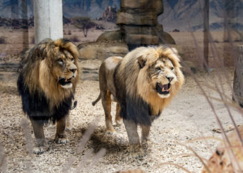 Pasaulinę gyvūnijos dieną – pažintis su gyvūnijos pasauliu