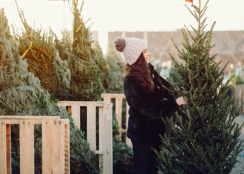 Patarimai, kaip parduotuvėje atpažinti puansetiją ir kėnį, kurie išstovės iki Kalėdų
