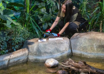 Lietuvos zoologijos sodo žaltys išpranašavo, kokie bus 2025-ieji