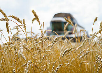 Kviečių kokybė Lietuvoje prastėja jau ne vienerius metus: kaip tai pakeisti?