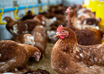 Pavojus iš Lenkijos: paukščių gripas plinta, Lietuvos paukščių augintojai raginami būti budrūs