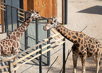 Nuo mažiausios iki didžiausios: kokios širdys plaka Lietuvos zoologijos sode?