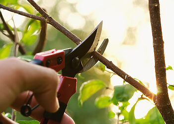 Prasideda genėjimo sezonas: ką reikia žinoti?