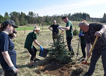 Šiluvoje pasodintos Kalėdų eglutės džiugins ilgus metus