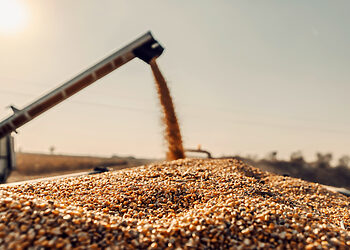 Telšiuose susižalojo vyras į grūdų šneką įkišęs koją