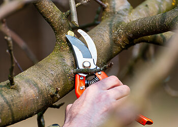 Agronomas įspėja: neteisingas medžių genėjimas gali sukelti daugiau žalos nei naudos