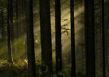 Garsus Ispanijos parfumeris atskleidė, kuo kvepia Lietuva