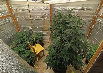 Byla dėl bute Šiauliuose augintų kanapių perduota teismui