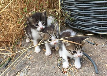 Siekiant suvaldyti benamių kačių populiaciją Šilutėje: „Pagauk – sterilizuok – paleisk“