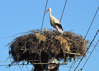 Kada ir kaip galima perkelti arba ardyti laukinių paukščių lizdus