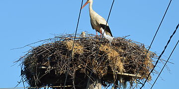Kada ir kaip galima perkelti arba ardyti laukinių paukščių lizdus