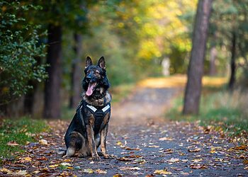 Tarnybinio šuns uoslė nepavedė: įprasti mokymai Klaipėdos parke baigėsi narkotikų radiniais