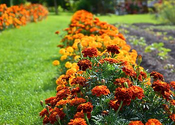 Saulėtieji serenčiai: kaip sėkmingai auginti ir džiaugtis gausiais žiedais visą vasarą