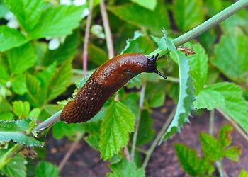 Ispaninis arionas – invazinis šliužas, keliantis grėsmę aplinkai ir želdynams