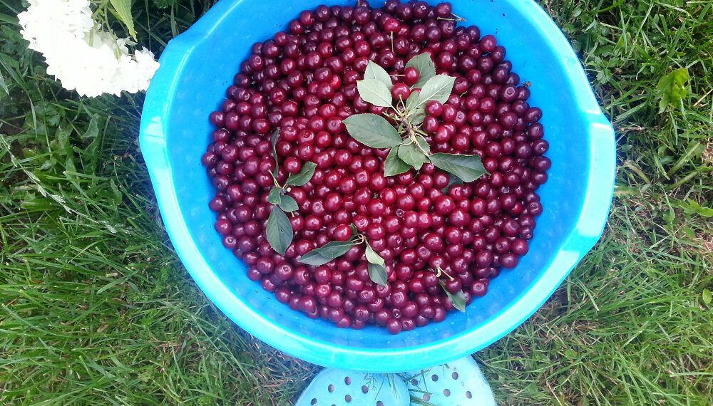 Vyšnių derlius / freepik