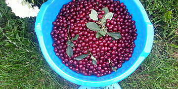 Vasara – vitaminų metas: ką gali duoti lietuviškas derlius, ir kaip jo naudą išsaugoti žiemai?