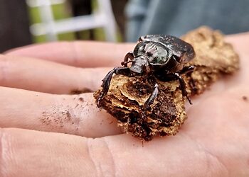 Žemaitijos nacionaliniame parke įkurdintas niūriaspalvis auksavabalis