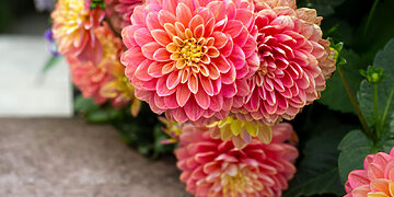 Rugpjūčio džiaugsmas vazoje – jurginai: kaip prailginti jų šviežumą ir išryškinti grožį?