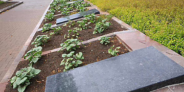 Šiauliai pradeda tolesnius darbus dėl sovietinių karių palaikų perkėlimo