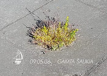 Tradicinis Zavišos fondo renginys „Zavišinės“: rugsėjo 5-6 dienomis